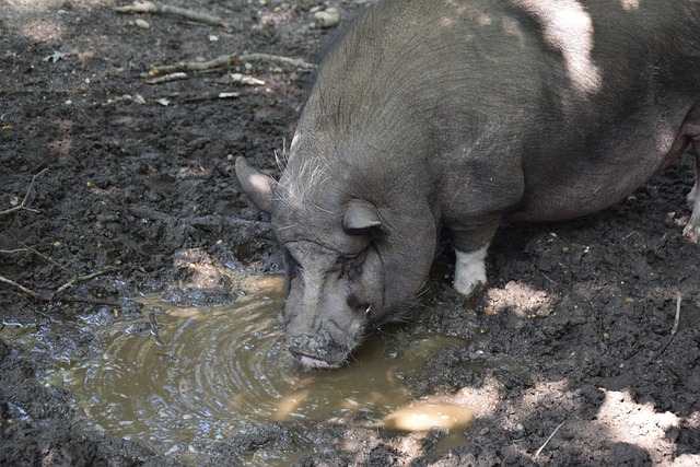 教練的評選 教練的評選